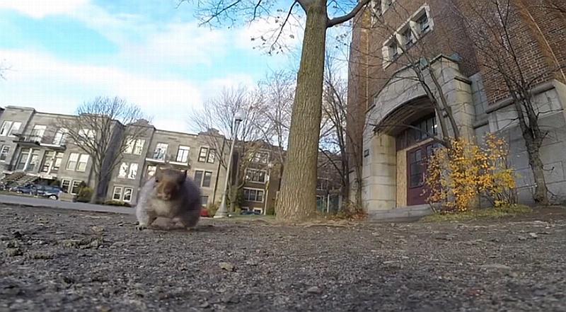 Vjeverica iznenadila vlanika kamere: ukrala mu GoPro (VIDEO)