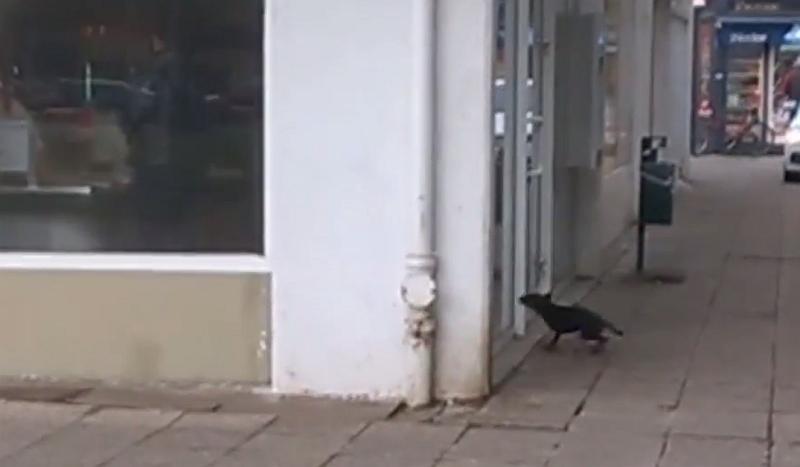 Zagrepčanin ostavio psa pred trgovinom, pas poludio (VIDEO)