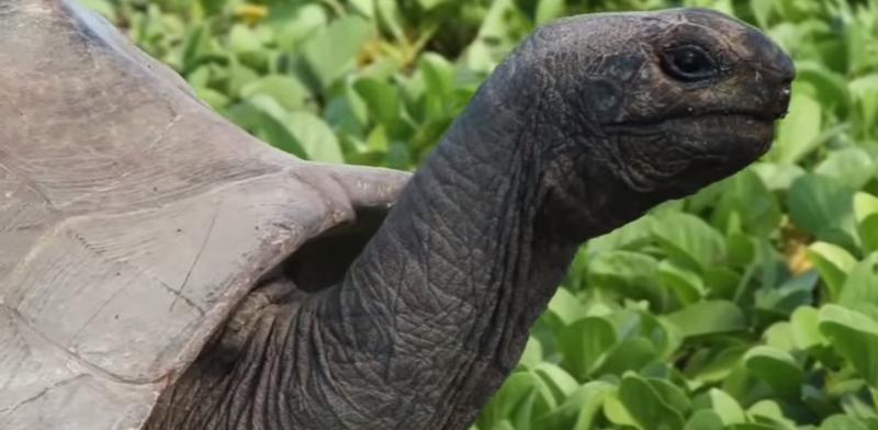 Prekinuo kornjaču usred romanse, ona krenula u potjeru (VIDEO)