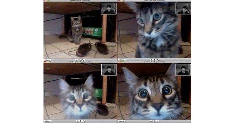 Kad mačka prepozna vlasnika u video pozivu (FOTO)