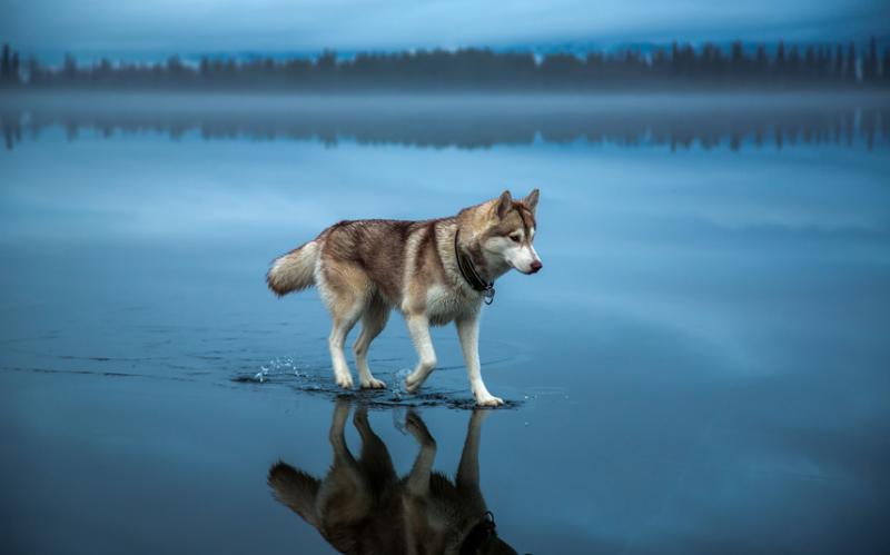 Hoda li ovaj pas po vodi? (FOTO)