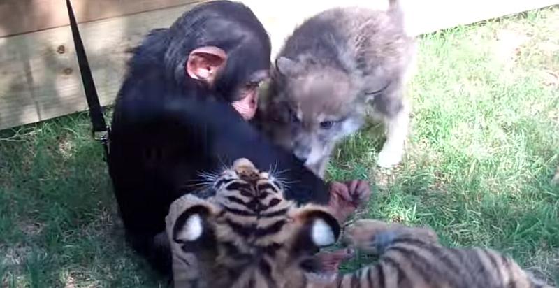 Ovako to izgleda kad se igraju bebe čimpanze, tigra i vuka (VIDEO)