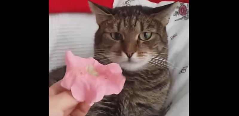 Mački stavila cvijet na glavu, njena reakcija je presmiješna (VIDEO)