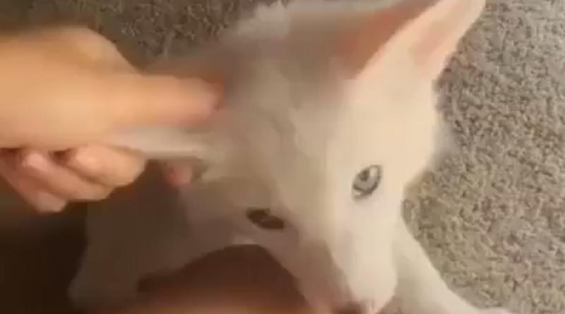(VIDEO) Kad vidite kako ova preslatka snježna lisica uživa u maženju, htjet ćete je za doma