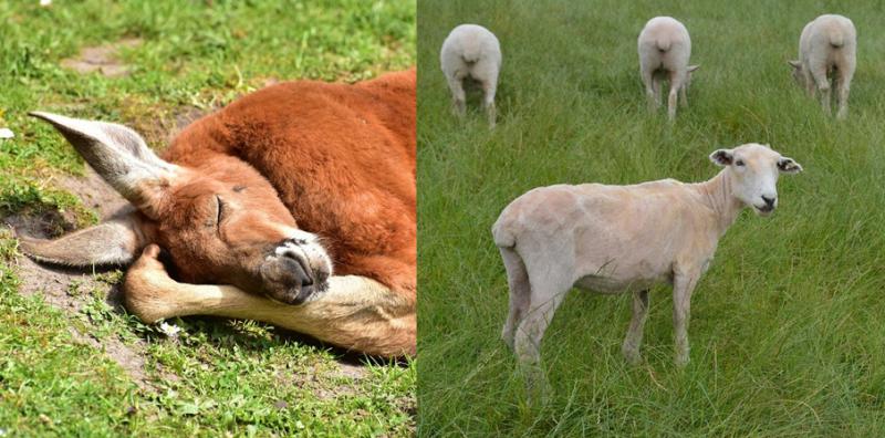 5 stvari koje useljenici obožavaju i 5 stvari koje ne vole u Australiji i Novom Zelandu