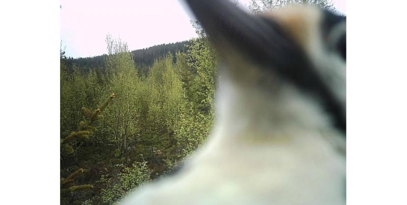 (FOTO) Pronašao je svoju kameru u šumi, potpuno uništenu. Ovo je zadnja fotka koju je uslikala