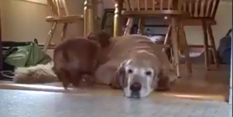 (VIDEO) Drugi pas mu zauzeo krevet, riješio je to kao pravi frajer