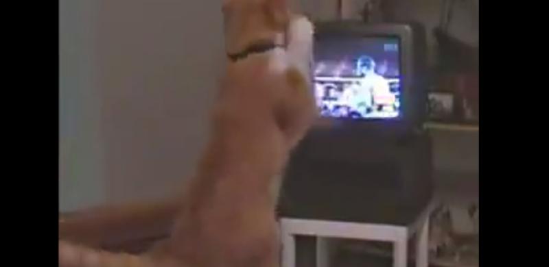 (VIDEO) Mačka gledala boks, zauzela gard i počela boksati