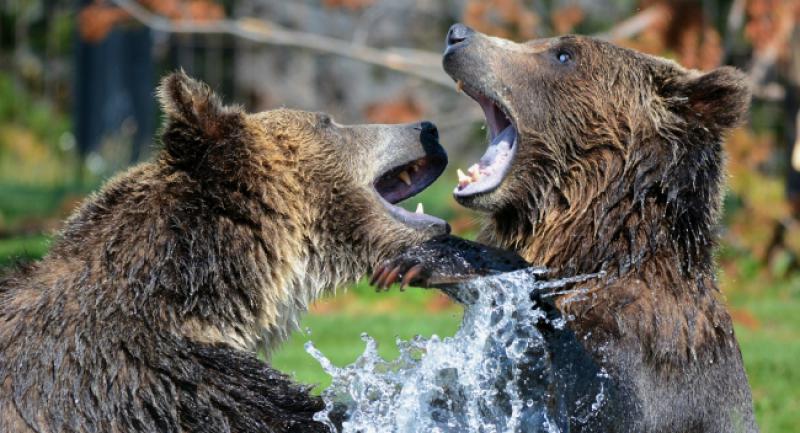 Pitali Hercegovca što bi napravio kad bi mu ženu napao medvjed…