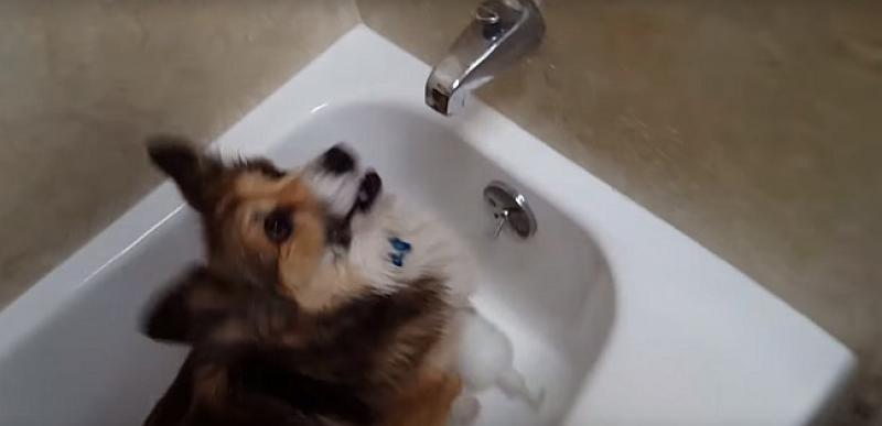 (VIDEO) Ovaj pas poludi kad mu kažete jednu riječ (a nije ‘hrana’)