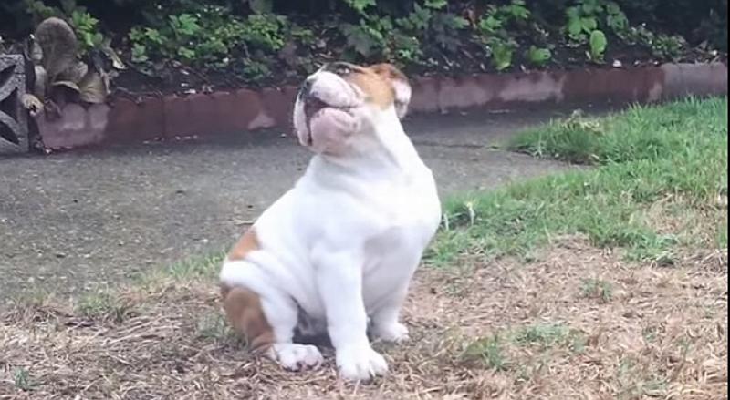 (VIDEO) PRESLATKO Evo kako psić reagira kada prvi put vidi kišu