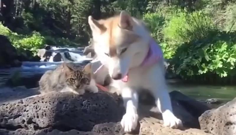 (VIDEO) PRESLATKO Pas mački spasio život i 'odgojio' je, ona se sad ponaša kao pas