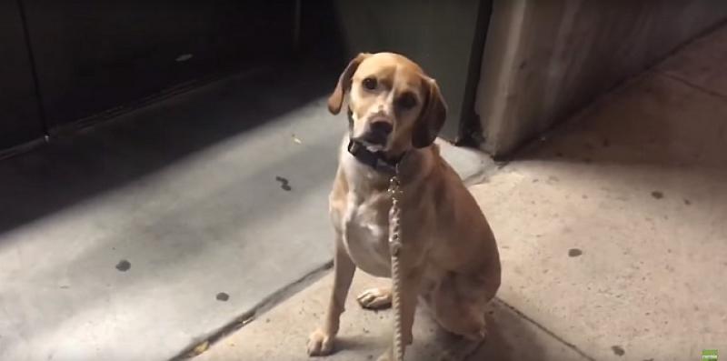 (VIDEO) Ovaj pas ne može se pomiriti s činjenicom da je trgovina za ljubimce zatvorena