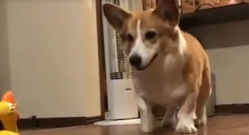 (VIDEO) Psić nestrpljivo čeka svoju igračku i toliko je smiješan da će vam uljepšati dan