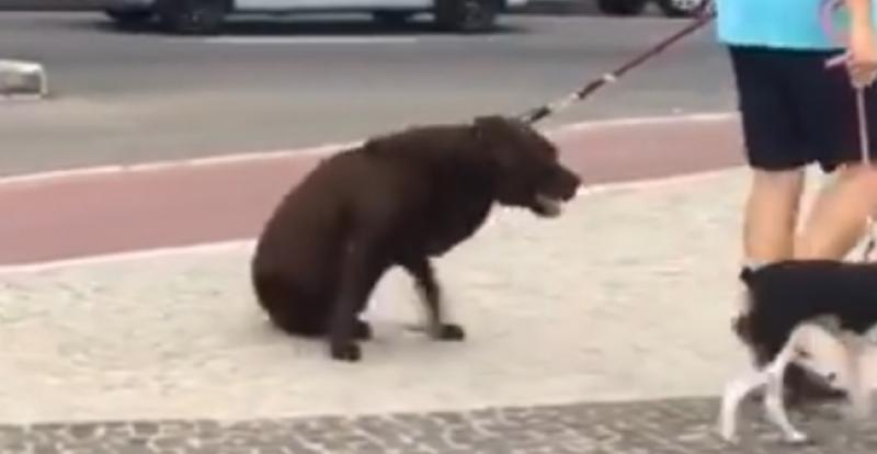 (VIDEO) KAKAV GLUMAC Ovaj pas se pravi umoran svaki put kad vlasnik krene prema kući