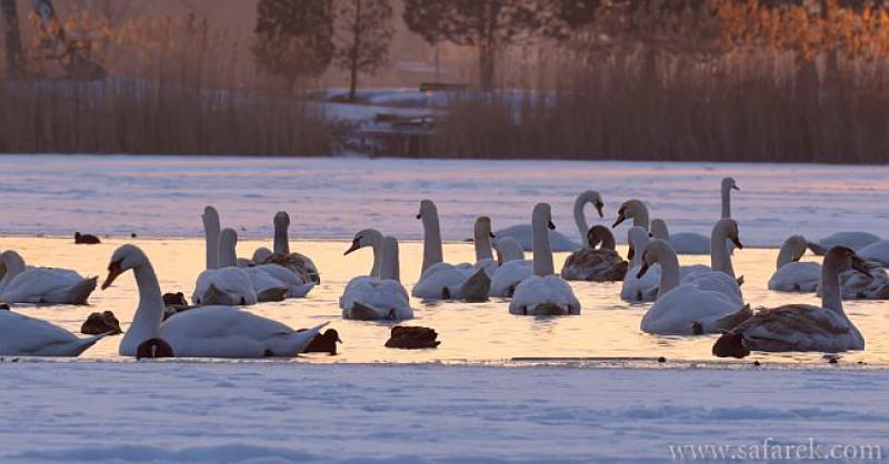 (VIDEO) LEDENA ČAROLIJA Jezero kraj Koprivnice zimi se pretvara u ‘labuđe jezero’