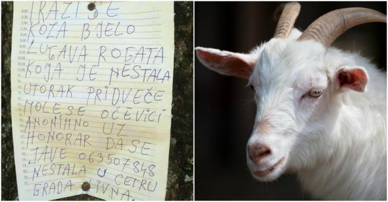 OČEVICI JAVITE SE Predani pastir putem oglasa traži svoju kozu: ‘Nestala u centru grada Livna’
