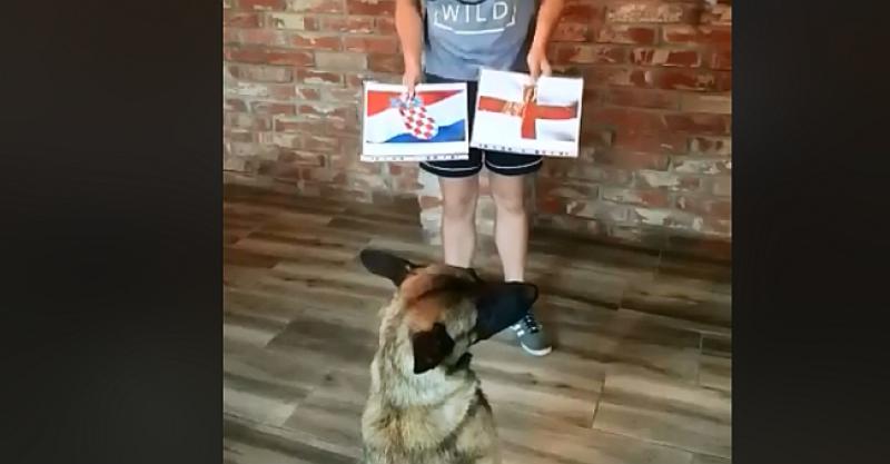 (VIDEO) DOBAR DEČKO Dali psu da prognozira pobjednika Hrvatska-Engleska, oduševio nas je