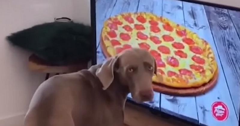 VIDEO Nije teško pogoditi što je ovaj pas napravio kad je vidio sliku pizze na TV-u