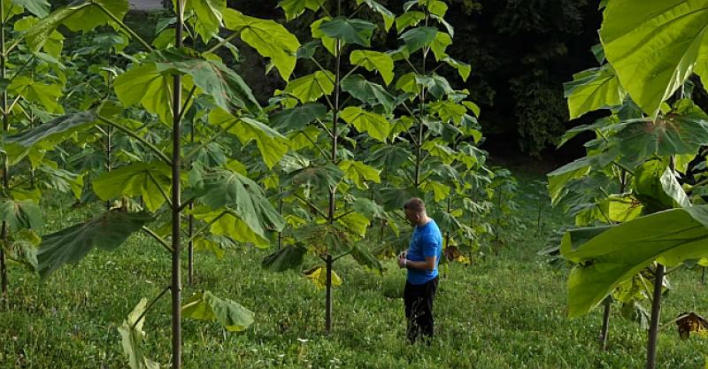 (VIDEO) PODUZETNA OBITELJ GARIĆ Kraj Viteza uzgajaju ‘drvo budućnosti’, ali im država ne dozvoljava izvoz