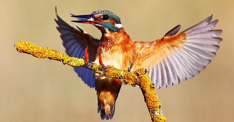 (FOTOGALERIJA) PROMATRALI PTICE U Ninu obilježen 9. Europski dan prebrojavanja ptica