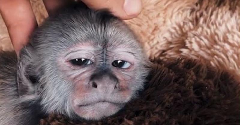 VIDEO Pospani majmunčić jedva drži oči otvorene