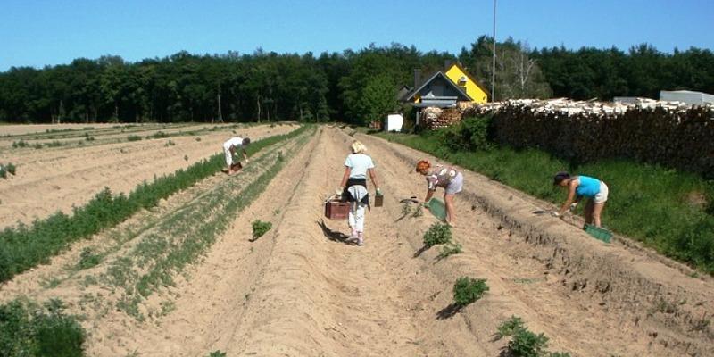 NEMATE POSLA? Nijemci hitno traže radnike za branje šparoga