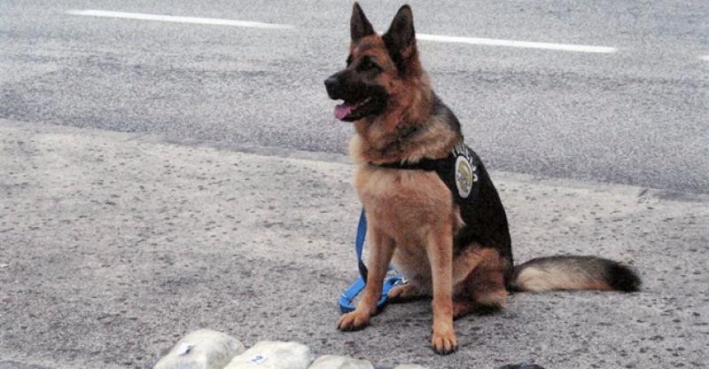 KOLUMBIJA Policijski pas nazvan po Luki Modriću – strah i trepet za trgovce s drogom