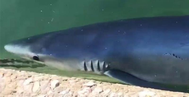 (VIDEO) NEMA STRAHA Morski pas ipak nije posjetio crikveničku obalu