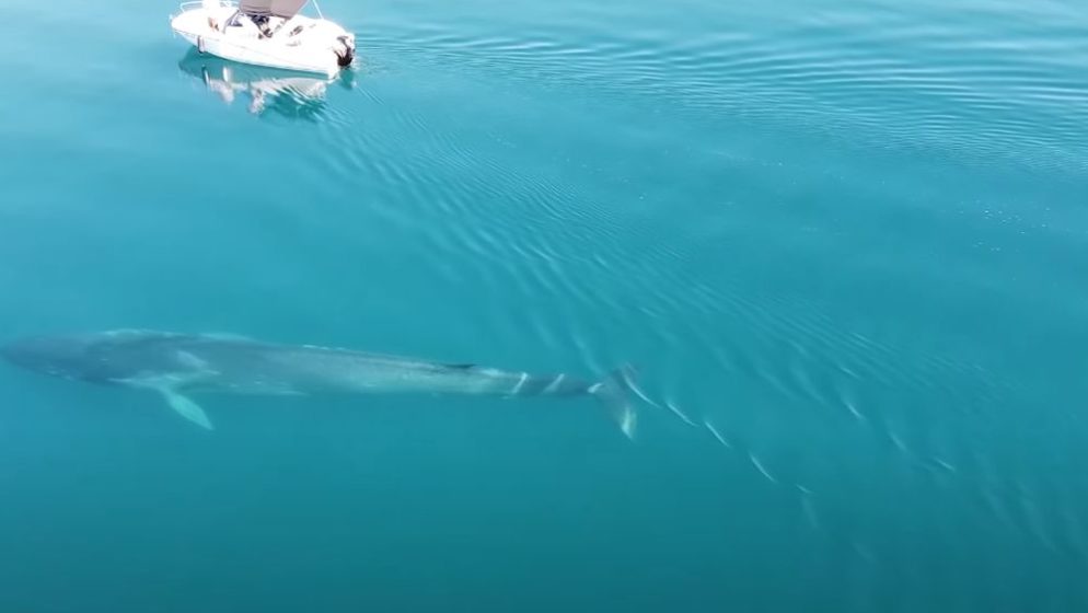 (VIDEO) Cijelom svojom dužinom snimljen kit u Velebitskom kanalu – snimka je ‘van pameti’