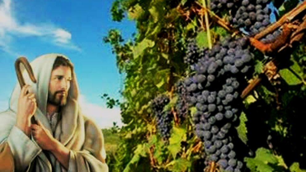 Vinograd će iznajmiti drugim vinogradarima