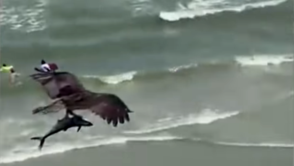 (VIDEO) Prizor zapanjio promatrače – ptičurina zgrabila morskog psa iz oceana