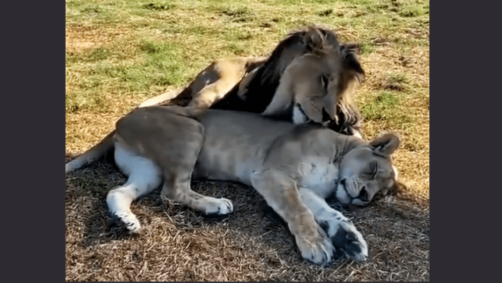Pogledajte najljepši zagrljaj i najiskreniju ljubav između lava i lavice! Predivno!