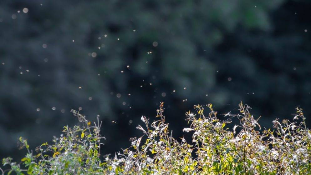 Hrvatska u borbi protiv najnovije prijetnje klimatskih promjena: komaraca