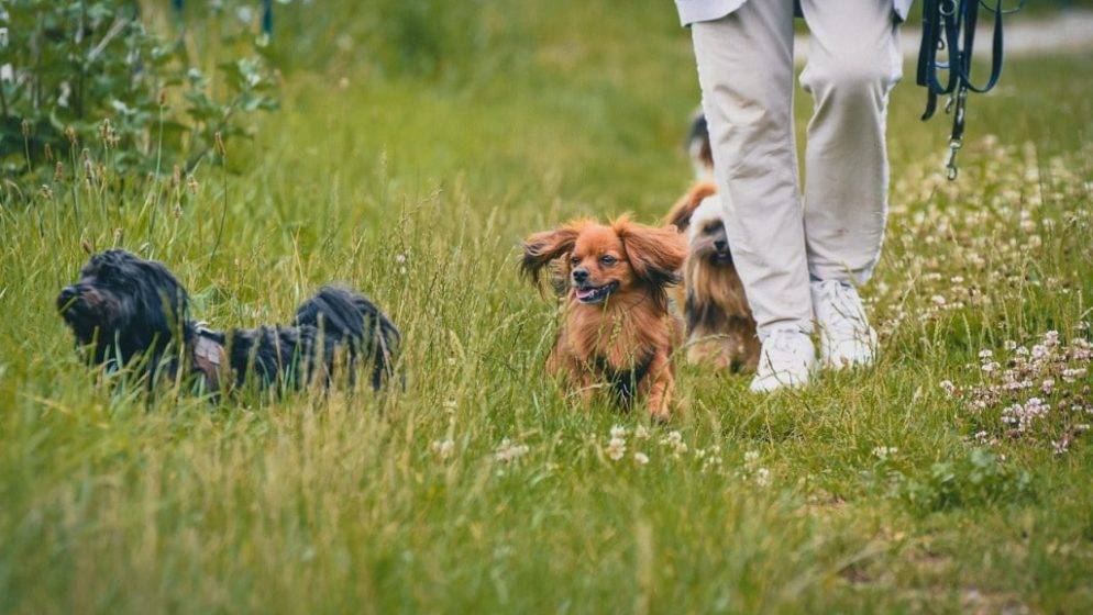 Austrija uskoro uvodi obveznu obuku za vlasnike pasa